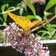 schmetterling silberfleck perlmuttfalter flieder blume