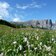 blumenwiese fruehling seiser alm und schlern