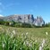 blumenwiese fruehling seiser alm und schlern