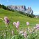 blumenwiese fruehling seiser alm und schlern