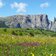 blumenwiese fruehling seiser alm und schlern