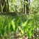 maigloeckchen blumen im goeller wald fruehling fruehjahr