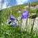 spronsertal bei oberkaser glockenblume