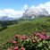 seiser alm almrosen wiesen feld alpenrosen