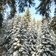 wanderweg durch wald winter schnee baum baeume