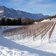 winter weinberg bei montan castelfeder weinstrasse