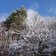 schnee auf baum laubwald