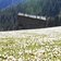Durnholz Seeb Alm