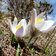 pulsatilla vernalis fruehlings kuhschelle