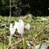 unterholz lichtung fruehlingsblumen nahe felixer weiher