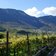 weinberge bei kaltern im herbst