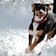 Hund Schnee Winter