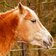 Haflinger