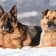 Hund Schnee Adressen Hunde Suedtirol