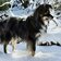 Hund Schnee Regeln Hundehalter