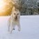 Hund Schnee Urlaub Suedtirol