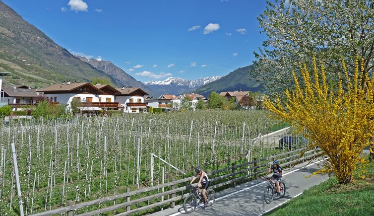 radweg bei naturns radfahrer april fruehliing apfelbluet