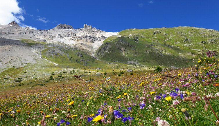 avignatal wiesen bei praviert unter scarljoch cruscetta