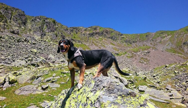 weg latzfonser kreuz hund