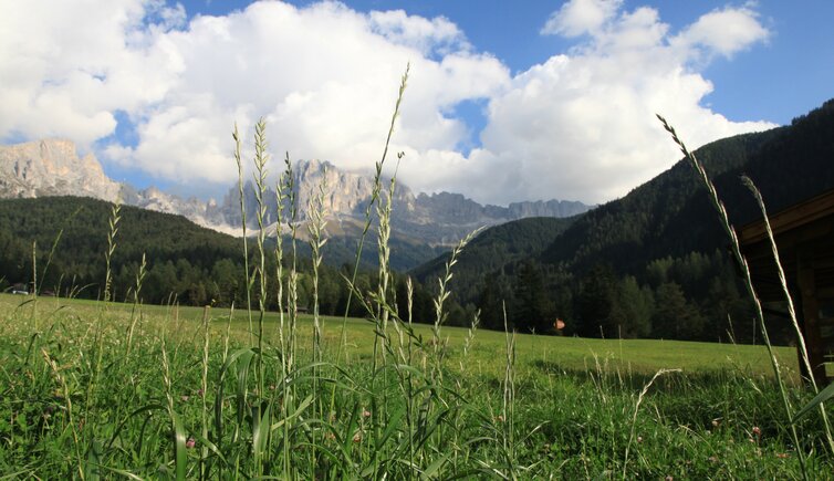 Weisslahnbad Wiese Landschaft Berg Frisch Wald