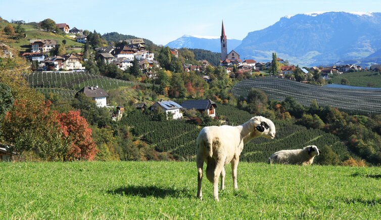 Ritten Unterinn Schaf