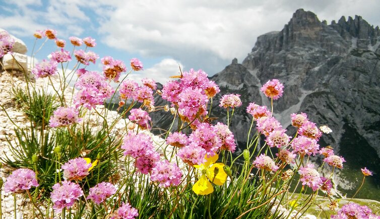 huettenwanderung im drei zinnen gebiet alpen grasnelke