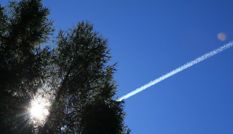 baum sonne flugzeug kodensstreifen