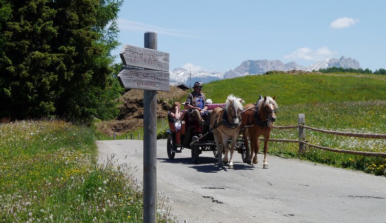 seiser alm pferdekutsche auf weg s