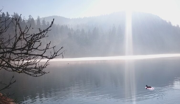 Montiggler See halb zugefroren Schnee Ente