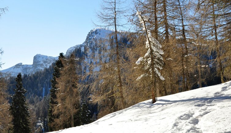 Ueberetscherhuette Blick durch Baeume auf Roen