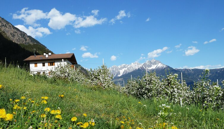 rastenfeld hof bei partschins fruehling apfelbluete