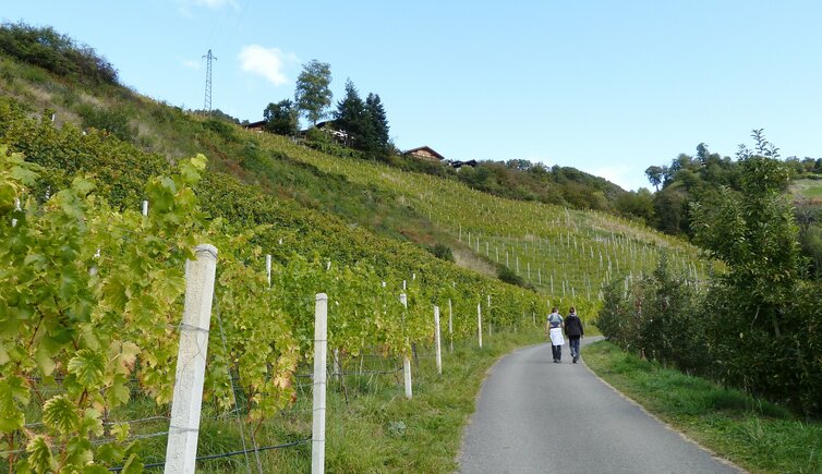 weg von kloster saeben nach verdings herbst weinberge