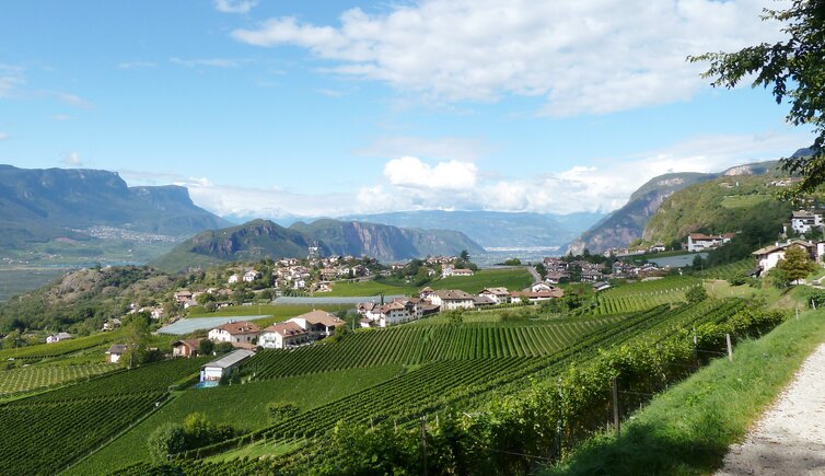 montan weinberge richtung bozen