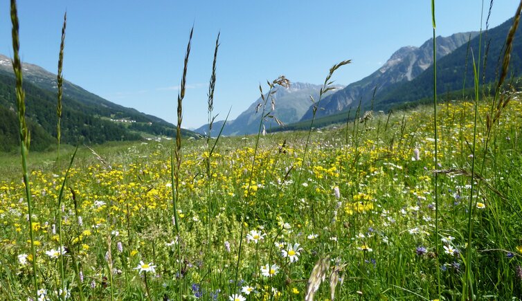 malser haide blumenwiese