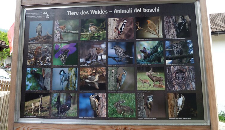 tafel tiere des waldes naturpark trudner horn