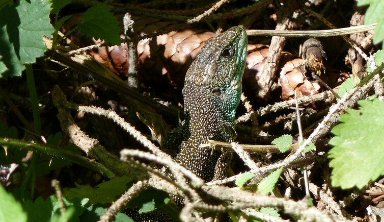 eidechse im wald