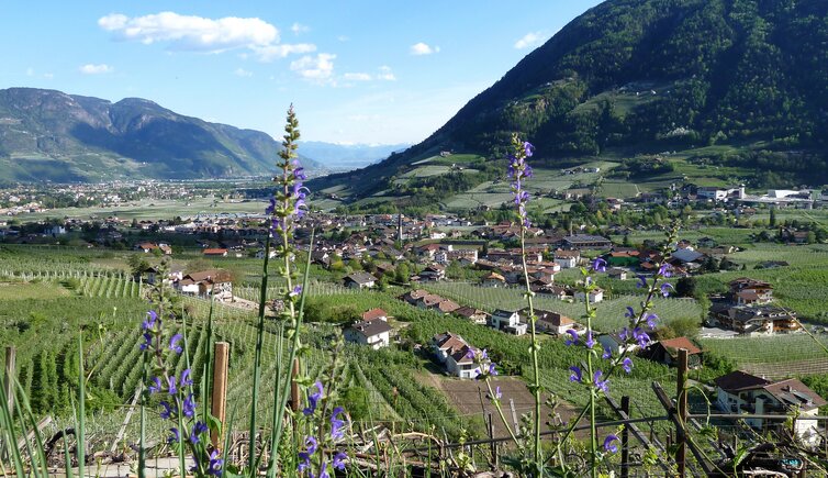 algund muehlbach apfelbluete