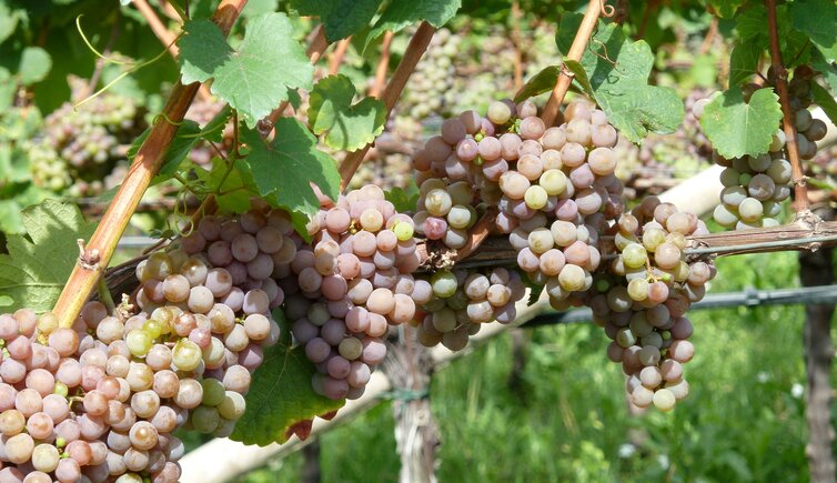 weintrauben gewuerztraminer bei tramin