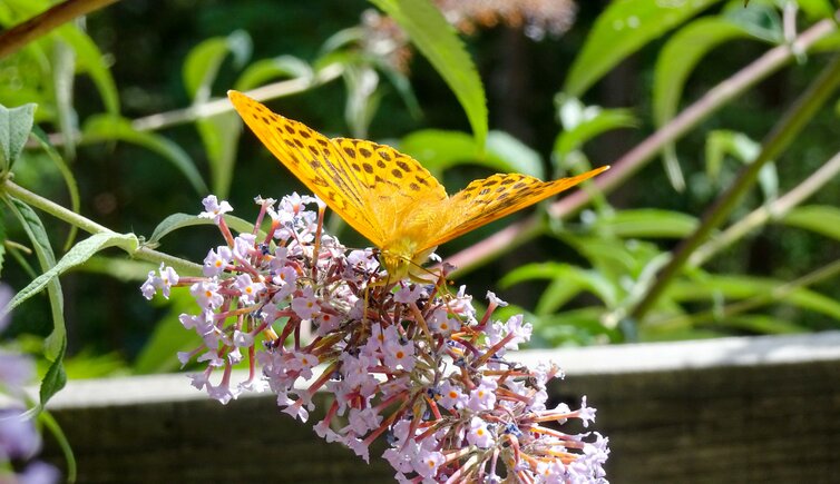 schmetterling silberfleck perlmuttfalter flieder blume