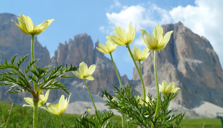 anemonen vor plattkofel grohmannspitze fuenffingerspitze und langkofeleck