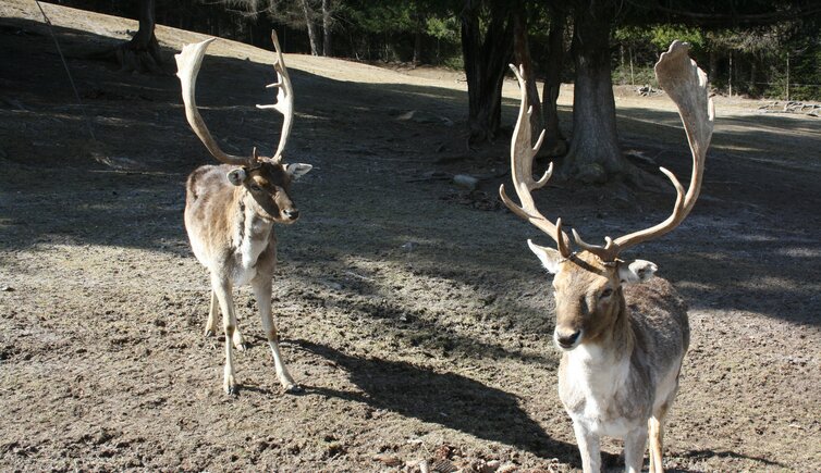 tierpark toblach