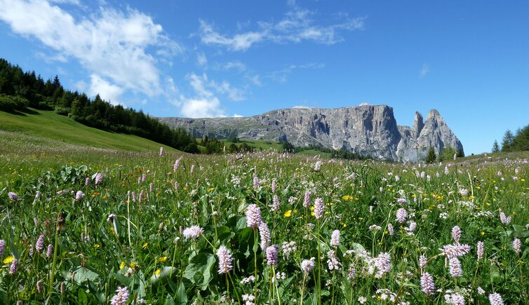 blumenwiese fruehling seiser alm und schlern