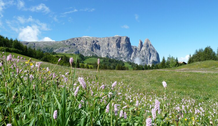 blumenwiese fruehling seiser alm und schlern