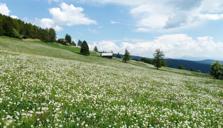 voeran leadner alm wiesen