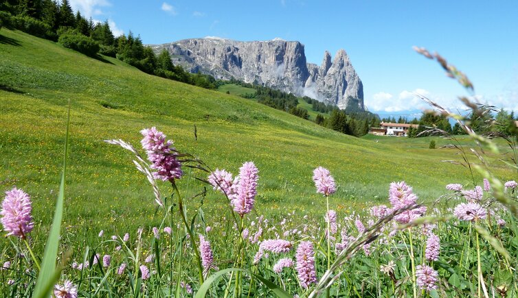 blumenwiese fruehling seiser alm und schlern