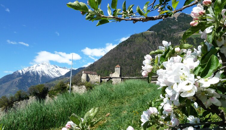 schloss tirol und umgebung fruehling apfelbluete