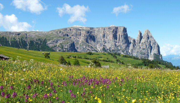 blumenwiese fruehling seiser alm und schlern