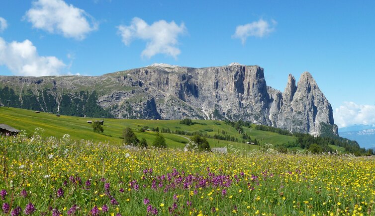 blumenwiese fruehling seiser alm und schlern