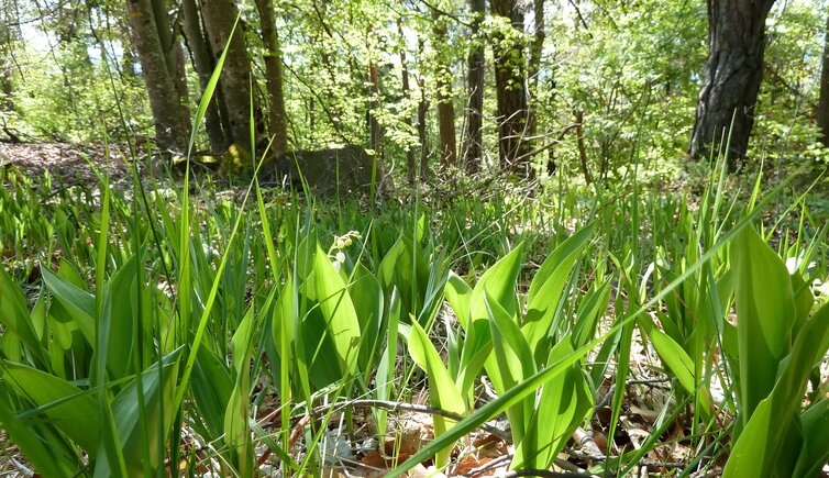 maigloeckchen blumen im goeller wald fruehling fruehjahr