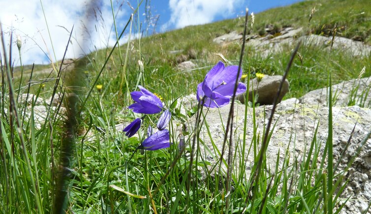 spronsertal bei oberkaser glockenblume